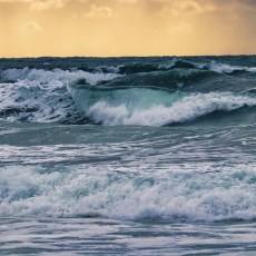 So what exactly IS in the Sea, anyway??